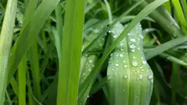 Water Beads on Tongue Plant